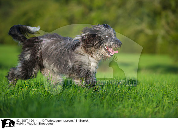 laufender Wller / walking Waeller Sheepdog / SST-15014