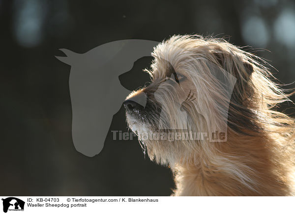 Waeller Sheepdog portrait / KB-04703