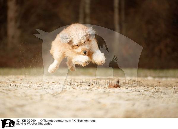 spielender Wller / playing Waeller Sheepdog / KB-05060