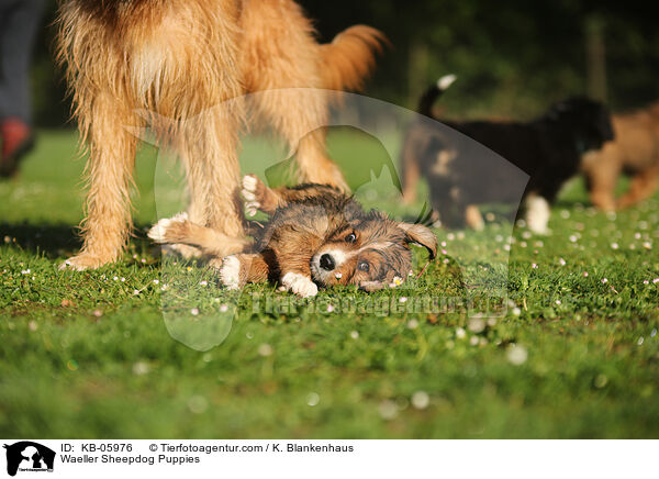 Wller Welpen / Waeller Sheepdog Puppies / KB-05976