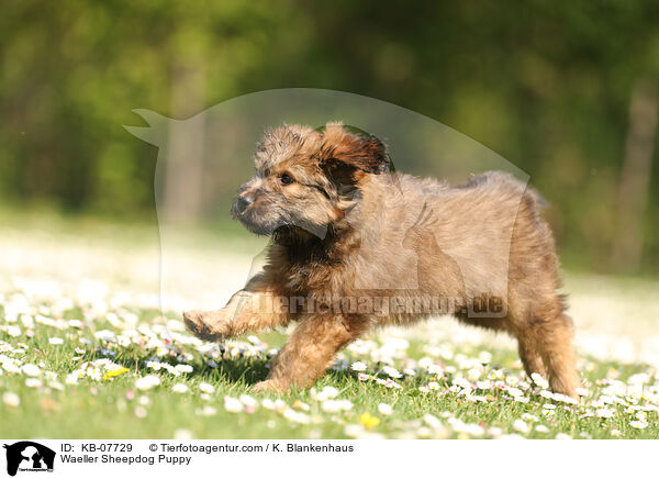 Wller Welpe / Waeller Sheepdog Puppy / KB-07729