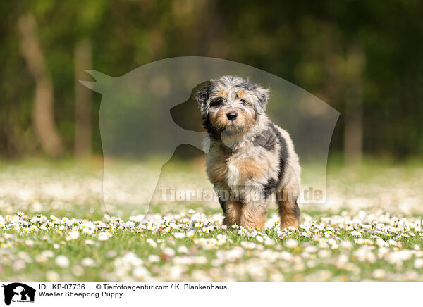 Wller Welpe / Waeller Sheepdog Puppy / KB-07736