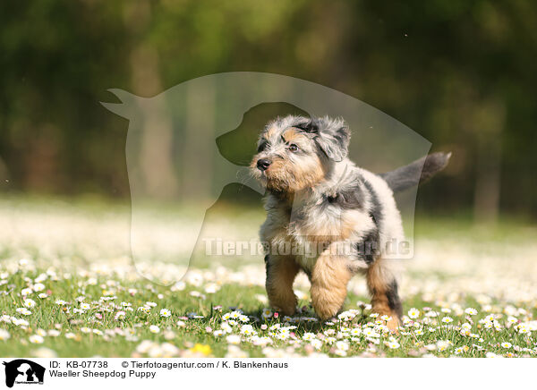 Wller Welpe / Waeller Sheepdog Puppy / KB-07738