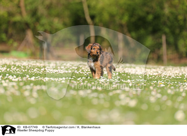 Wller Welpe / Waeller Sheepdog Puppy / KB-07749
