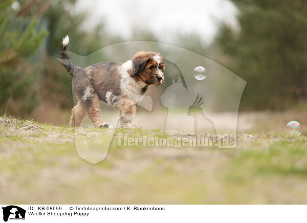 Wller Welpe / Waeller Sheepdog Puppy / KB-08699