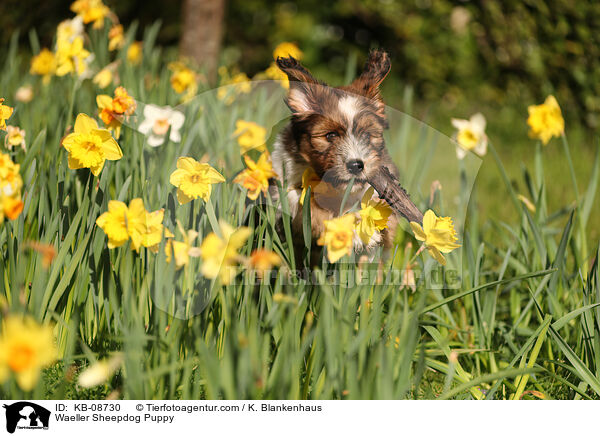 Wller Welpe / Waeller Sheepdog Puppy / KB-08730