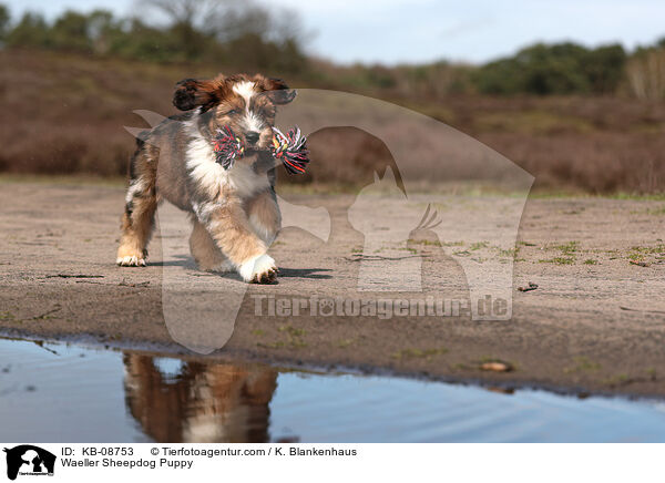 Wller Welpe / Waeller Sheepdog Puppy / KB-08753