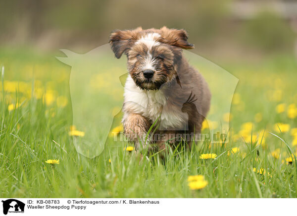 Wller Welpe / Waeller Sheepdog Puppy / KB-08783