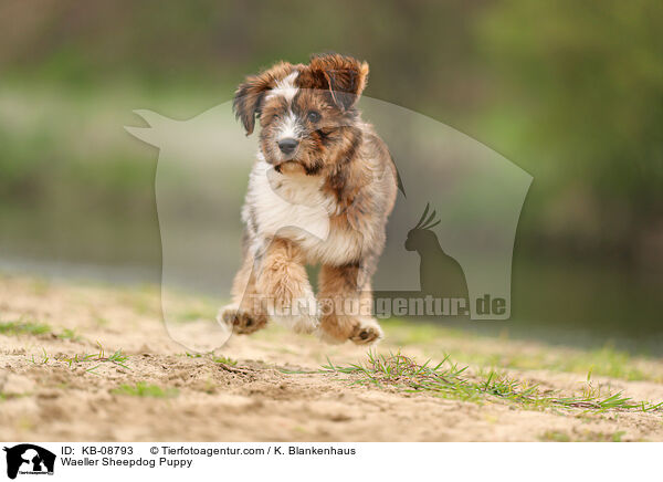 Wller Welpe / Waeller Sheepdog Puppy / KB-08793