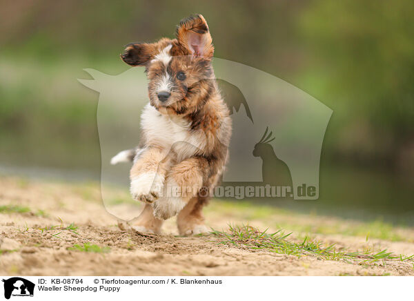 Wller Welpe / Waeller Sheepdog Puppy / KB-08794
