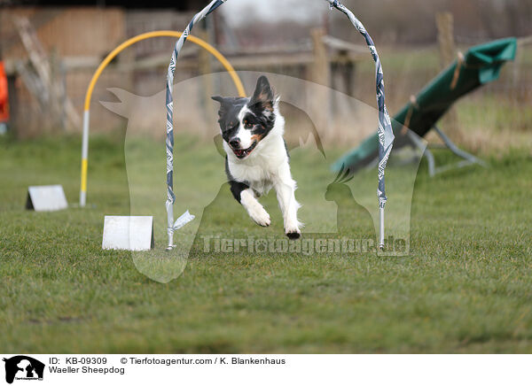 Wller / Waeller Sheepdog / KB-09309