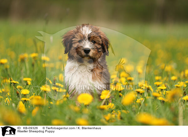 Wller Welpe / Waeller Sheepdog Puppy / KB-09326