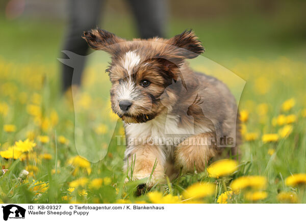 Wller Welpe / Waeller Sheepdog Puppy / KB-09327