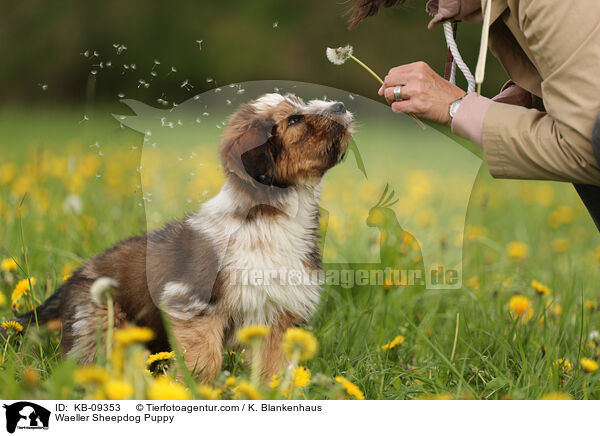 Wller Welpe / Waeller Sheepdog Puppy / KB-09353