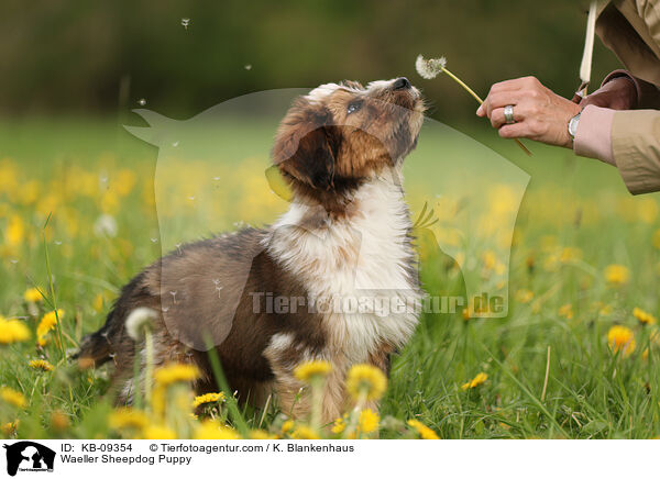 Wller Welpe / Waeller Sheepdog Puppy / KB-09354