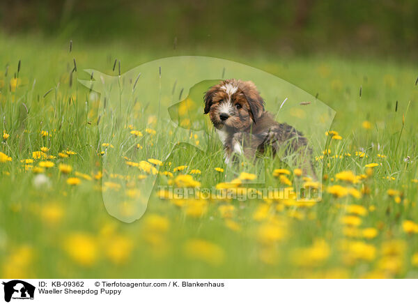 Wller Welpe / Waeller Sheepdog Puppy / KB-09362