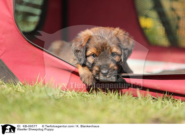 Wller Welpe / Waeller Sheepdog Puppy / KB-09577