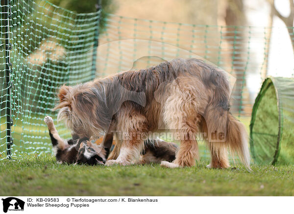 Wller Welpen / Waeller Sheepdog Puppies / KB-09583