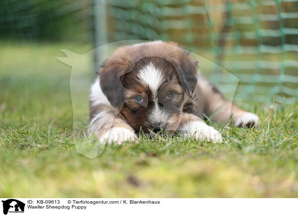 Wller Welpe / Waeller Sheepdog Puppy / KB-09613