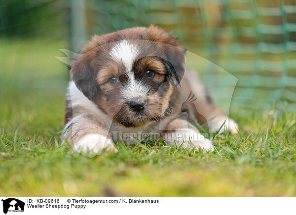 Wller Welpe / Waeller Sheepdog Puppy / KB-09616