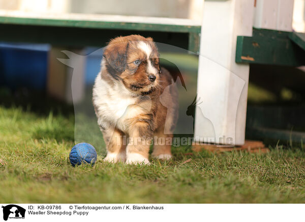 Wller Welpe / Waeller Sheepdog Puppy / KB-09786