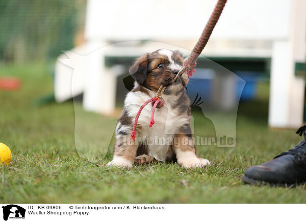 Wller Welpe / Waeller Sheepdog Puppy / KB-09806