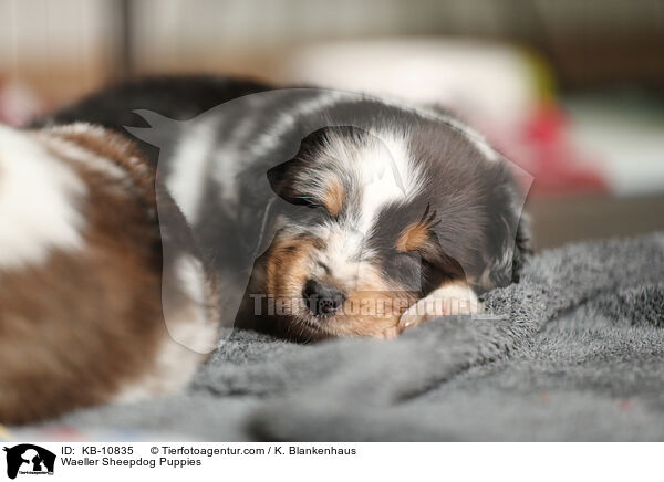 Wller Welpen / Waeller Sheepdog Puppies / KB-10835