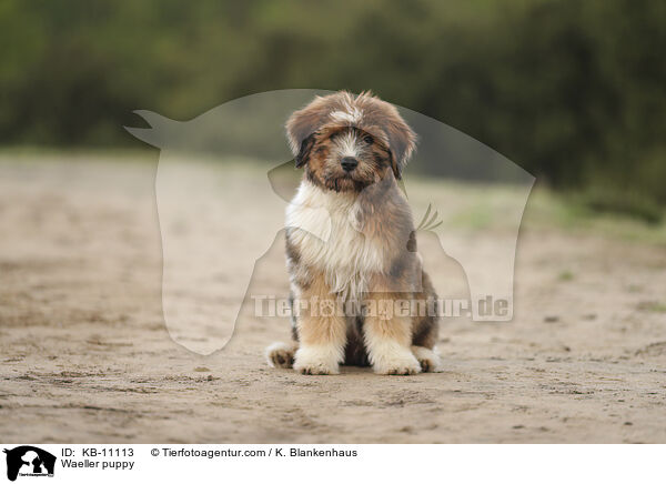 Waeller puppy / KB-11113
