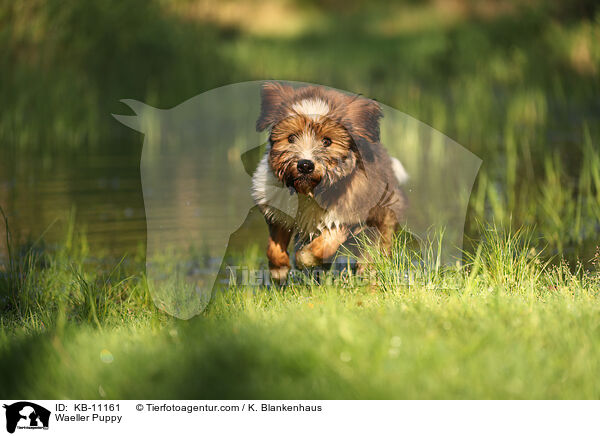 W�ller Welpe / Waeller Puppy / KB-11161
