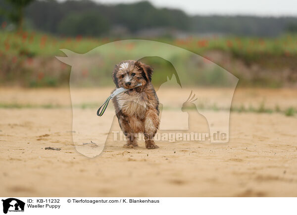 Wller Welpe / Waeller Puppy / KB-11232