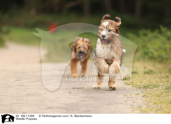 Wller Welpen / Waeller Puppies / KB-11268
