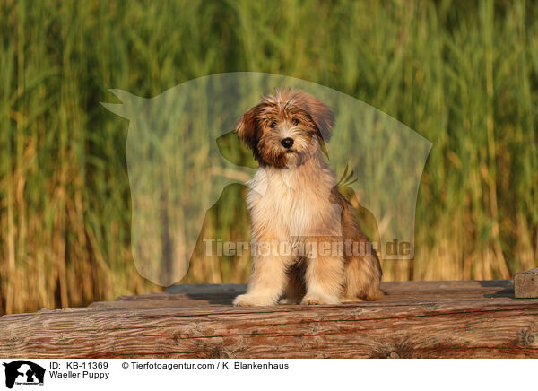Wller Welpe / Waeller Puppy / KB-11369