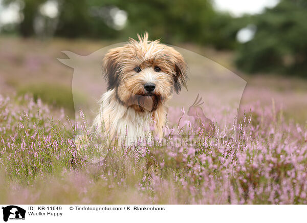 Wller Welpe / Waeller Puppy / KB-11649