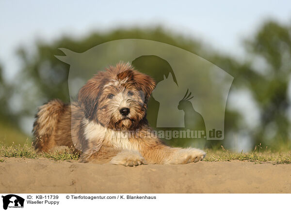 Wller Welpe / Waeller Puppy / KB-11739