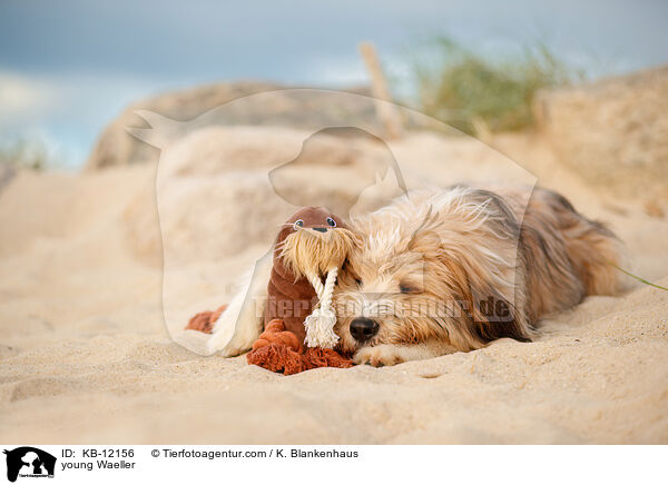 junger Wller / young Waeller / KB-12156