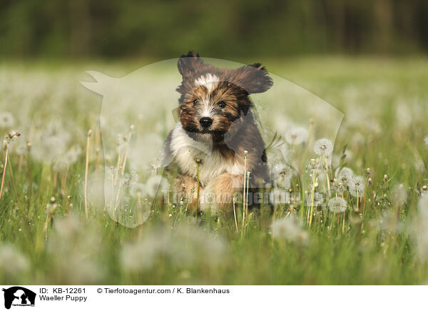 Wller Welpe / Waeller Puppy / KB-12261