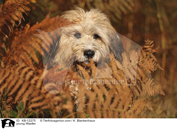 junger Wller / young Waeller / KB-12275