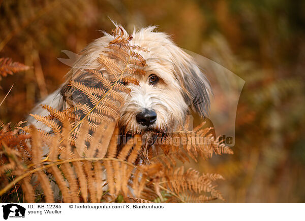 junger Wller / young Waeller / KB-12285