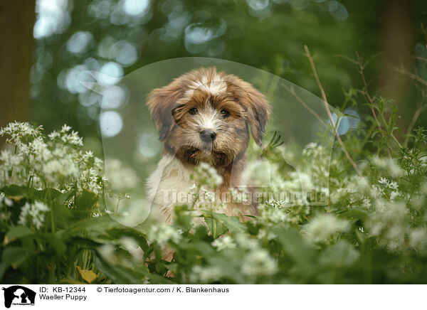Waeller Puppy / KB-12344
