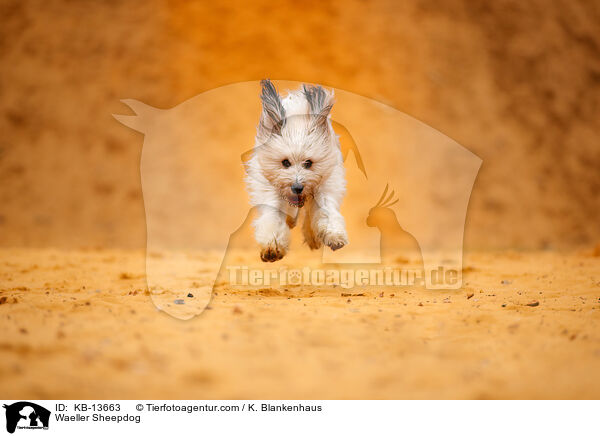 Wller / Waeller Sheepdog / KB-13663