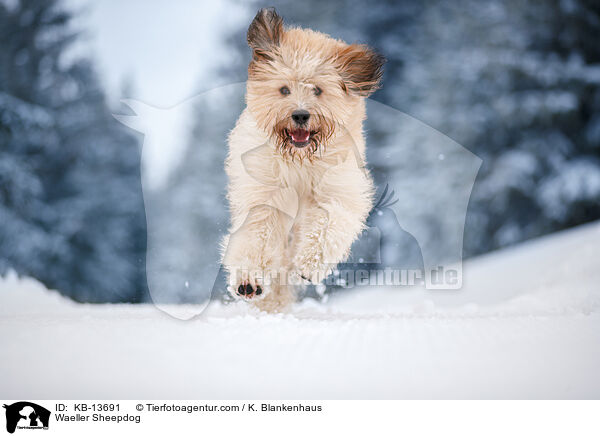 Wller / Waeller Sheepdog / KB-13691