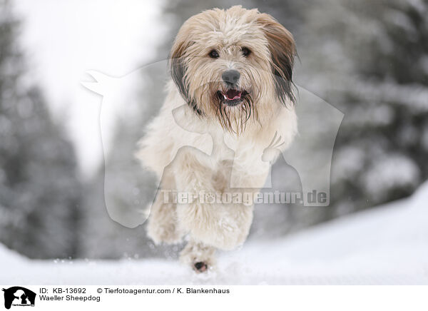 Wller / Waeller Sheepdog / KB-13692