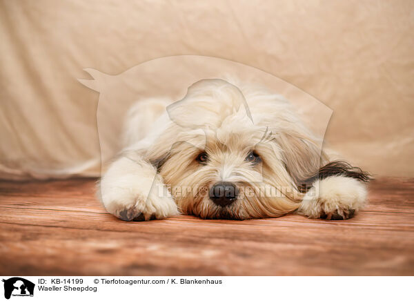 W�ller / Waeller Sheepdog / KB-14199