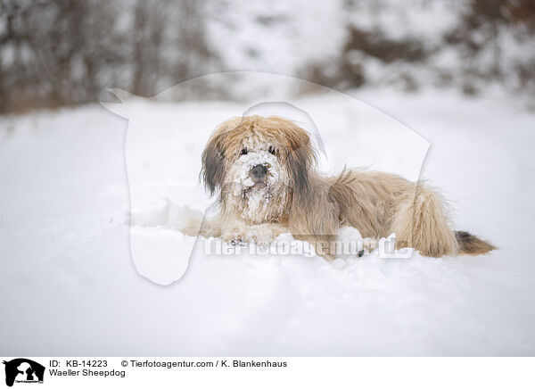 Wller / Waeller Sheepdog / KB-14223