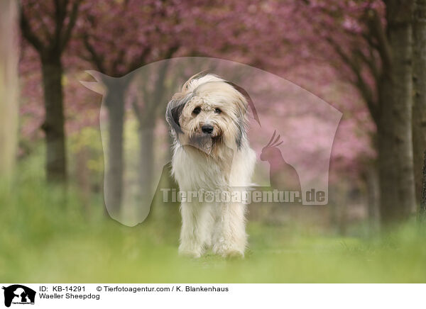 Wller / Waeller Sheepdog / KB-14291