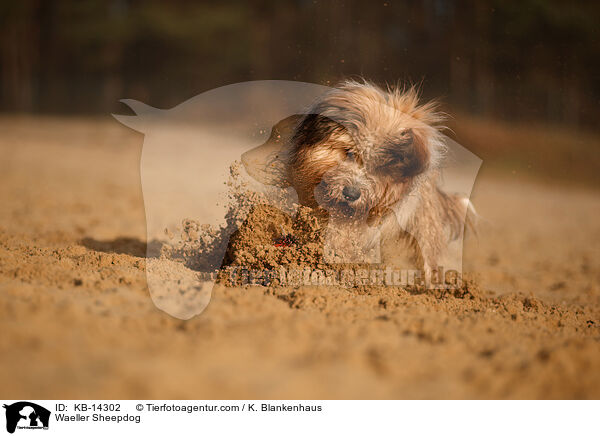 Wller / Waeller Sheepdog / KB-14302
