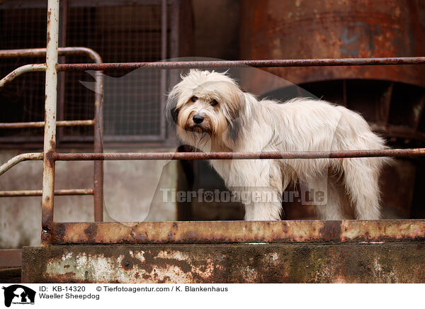Wller / Waeller Sheepdog / KB-14320
