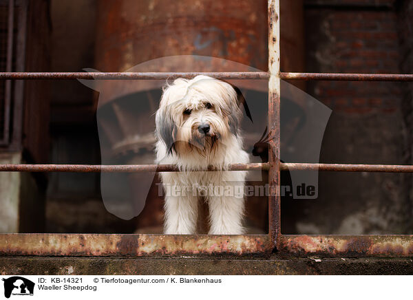 Wller / Waeller Sheepdog / KB-14321