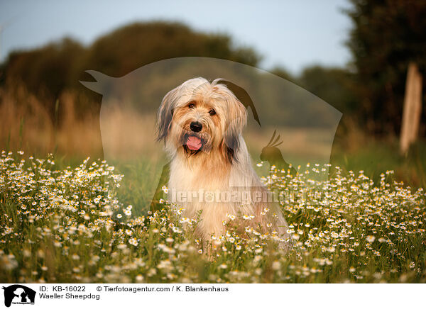 Wller / Waeller Sheepdog / KB-16022