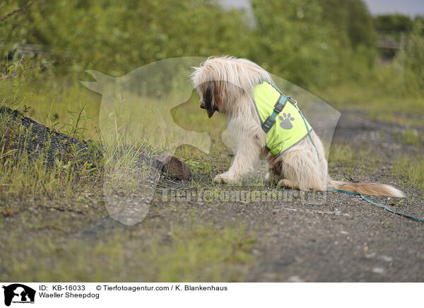 Wller / Waeller Sheepdog / KB-16033